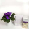 Shea butter enriched soap and hand cream scented with Traditional French Lavender