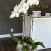 Timeless beauty of our Exquisite Orchid Arrangement. This stunning display features elegant