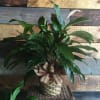 A peaceful foliage plant with beautiful white blooms, dressed with a seasonal