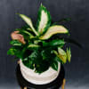 A lovely array of cheerful plants in a 10-inch ceramic bowl. 