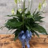Give peace a chance! Also known as the Peace Lily, the spathiphyllum