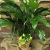 Dark green foliage off set by stunning white blooms
6&quot; standard
8&quot; deluxe
10&quot; premium