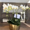 Elegant White Orchids arranged in a brushed gold vase, designed to bring