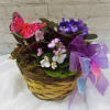 Easy care violets that will bloom many times over.  Cute butterfly