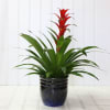 A tropical easy to care for houseplant.