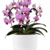Two stems of phalaenopsis orchids in a silver pot, (container may vary).