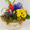 Medium size dish garden with green plants and a blooming plant.