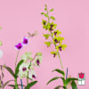 The Beretania Florist Dendrobium Orchid Plant is the perfect gift for those
