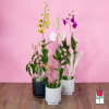The Beretania Florist Dendrobium Orchid Plant is the perfect gift for those