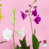 The Beretania Florist Dendrobium Orchid Plant is the perfect gift for those