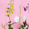The Beretania Florist Dendrobium Orchid Plant is the perfect gift for those