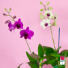 The Beretania Florist Dendrobium Orchid Plant is the perfect gift for those
