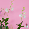 The Beretania Florist Dendrobium Orchid Plant is the perfect gift for those
