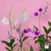 The Beretania Florist Dendrobium Orchid Plant is the perfect gift for those