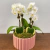 A cheeky, botanical depiction of you and your dearest, this arrangment includes