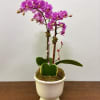 Let your sweetheart know they&#039;re your One and Only with this arrangement