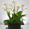 A sweet and delicate design that features 5 Mini White Seasonal Orchids