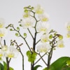 A sweet and delicate design that features 5 Mini White Seasonal Orchids