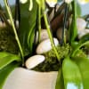 Our 16 colorful Mini Orchid Spikes came just in time for the