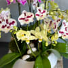 Our 16 colorful Mini Orchid Spikes came just in time for the