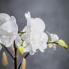  A single stem white orchid stands tall within a sleek white