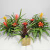 Experience the vibrant beauty of these long-lasting tropical plants, perfect for enhancing