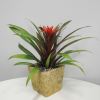 Experience the vibrant beauty of these long-lasting tropical plants, perfect for enhancing