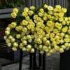 bouquet of 60 spray yellow roses