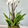 The most highly coveted of ornamental plants, the delicate, exotic and graceful