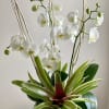 The most highly coveted of ornamental plants, the delicate, exotic and graceful