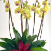 The most highly coveted of ornamental plants, the delicate, exotic and graceful