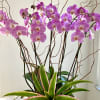 The most highly coveted of ornamental plants, the delicate, exotic and graceful