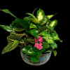 A lush blend of vibrant greenery and blooming beauty, our Plant Haven