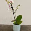 This beautiful live orchid would be a beautiful addition to any home