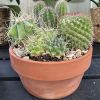 Summertime means cactus-time! Our prickly friends are ready to accompany any busy