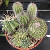 Summertime means cactus-time! Our prickly friends are ready to accompany any busy