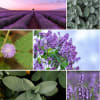 Lavender Dreams scent description: Calming lavender perfectly blended with lilac, sage and