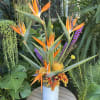 Tropical flower arrangement 