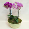 Ceramic bowl with a selection of orchid plants. Number of plants and
