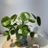 Watering, of course, is a very important part of providing plant care