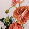 This captivating floral arrangement showcases anthurium flowers rising from a sleek black