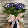 This stunning Indigo hydrangea plant in a complimentary navy pot with matching
