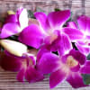 A spray of dendrobium orchids nestles against shiny green leaves and baby&#039;s