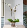 Double Stem White Orchids