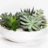 Small white succulent bowl with six assorted succulents and white rocks. 