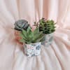 Add a touch of greenery to your space with our charming potted