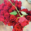 Red beautiful roses will make anyone happy and loved.