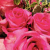 1 Dozen- Standard Bouquet
2 Dozen- Deluxe Bouquet
3 Dozen- Premium Bouquet
How lovely! Our