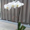 Potted orchids (color or your choice) w/ moss, river rocks in a