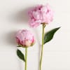 LIMITED AVAILABILITY only for Mother Day Create lasting moments with the lush